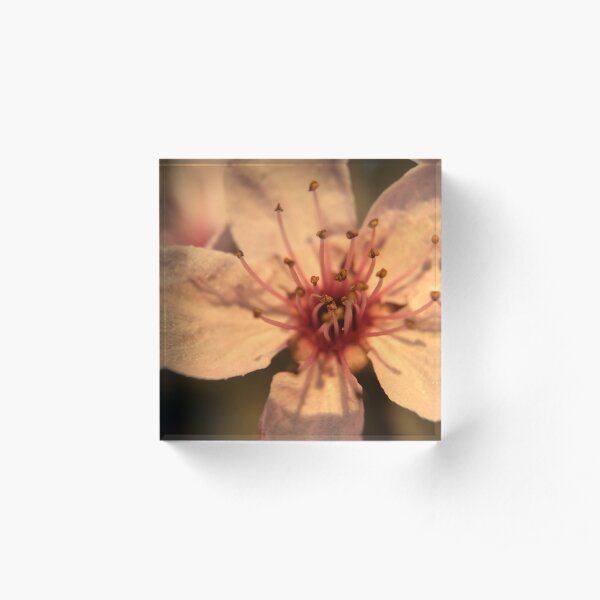 Macro Cherry Blossom Acrylic Block
