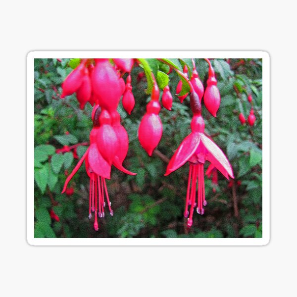 Fuchsia Sticker