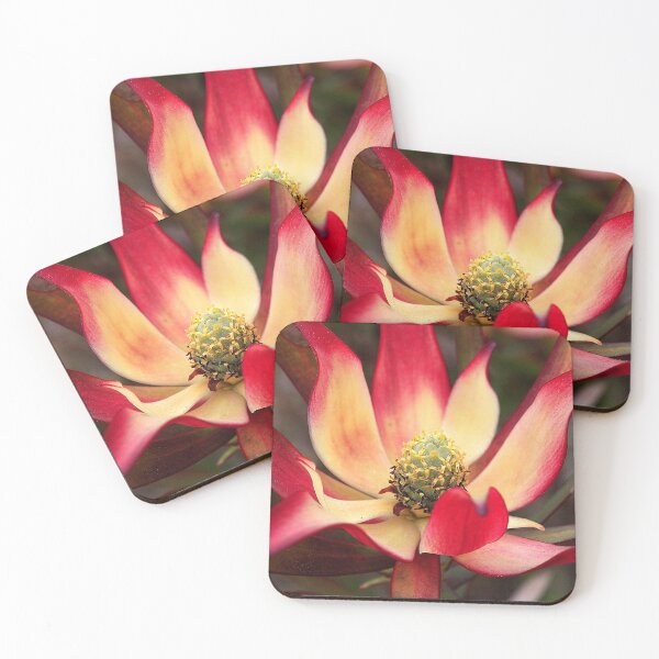 Item preview, Flower - Christchurch Botanic Garden (1) designed and sold by Phil Le Cren.