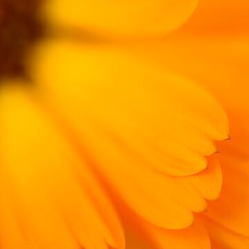 Imagen de la obra Orange de ILODESIGNS