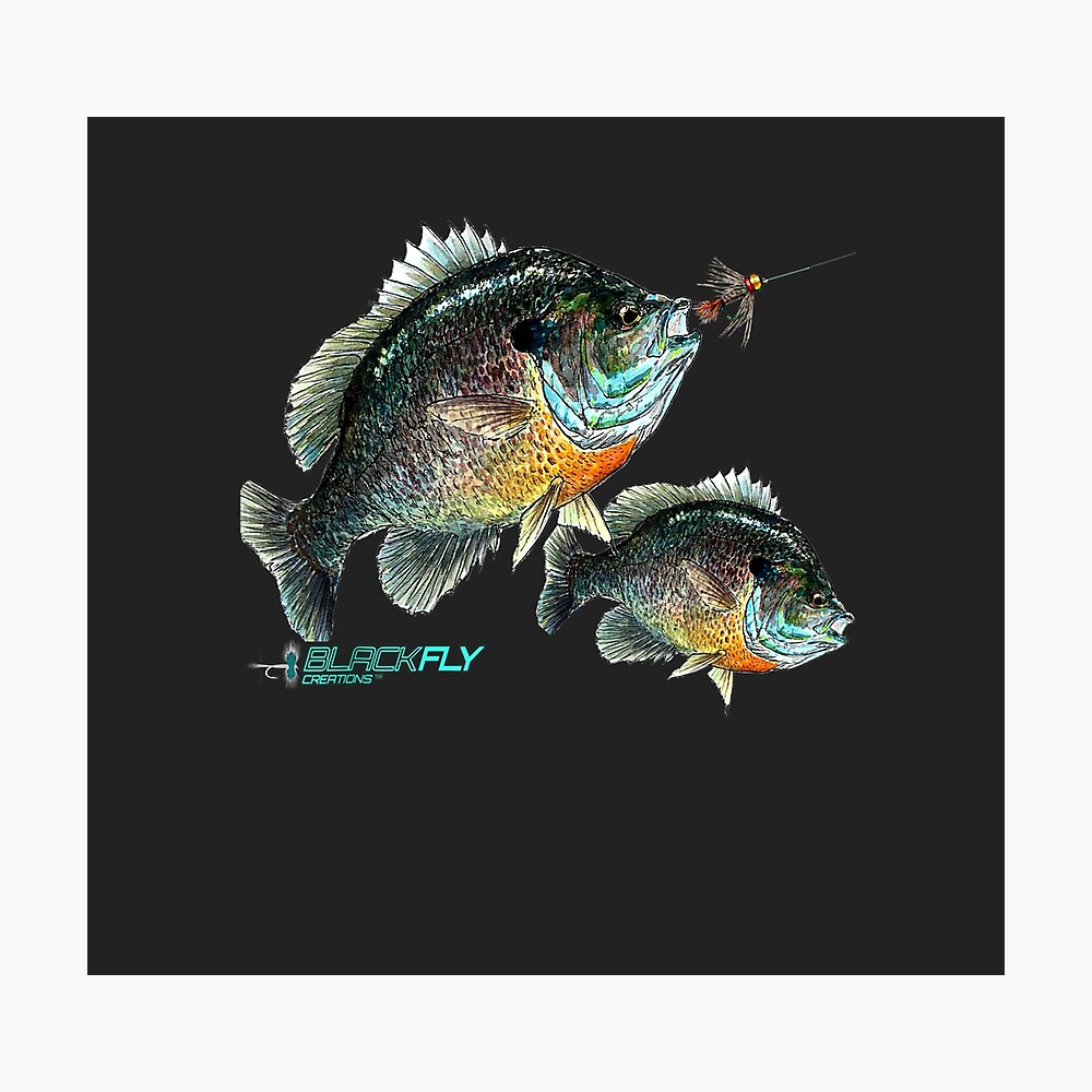 Black Fly Bluegill Fishing Panfish Jig Fly Fishing Poster for Sale by  Christineaz