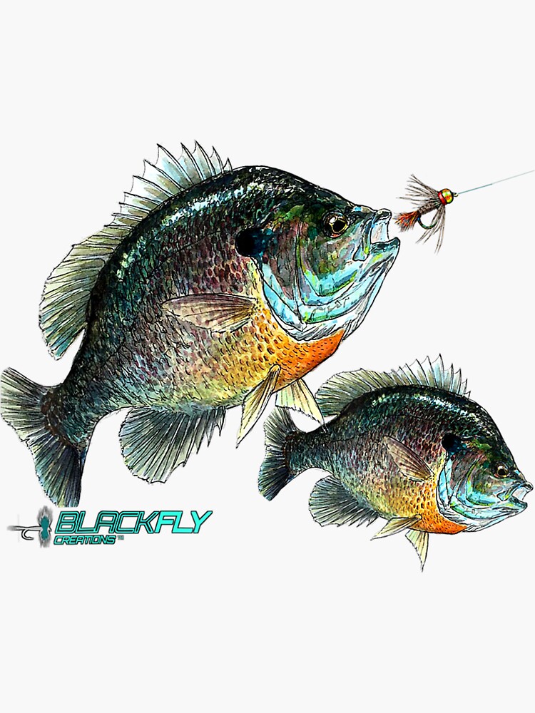 Black Fly Bluegill Fishing Panfish Jig Fly Fishing Sticker for Sale by  Christineaz