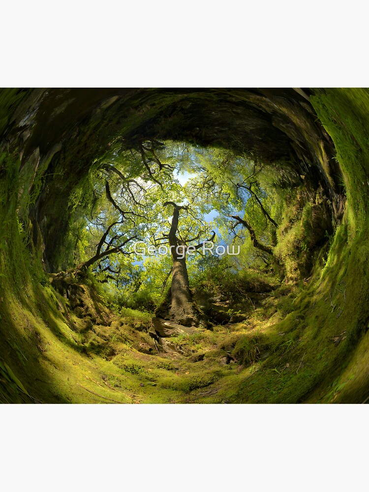 Ness Glen, Mystical Irish Wood by VeryIreland