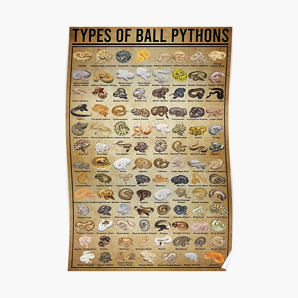 Tipos de pitones bola, conocimiento de las pitones, amante de las pitones Póster