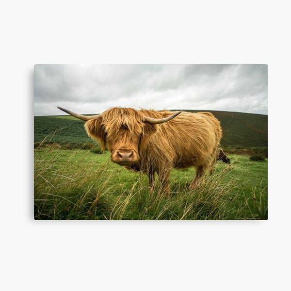 Hairy Coo Canvas Print