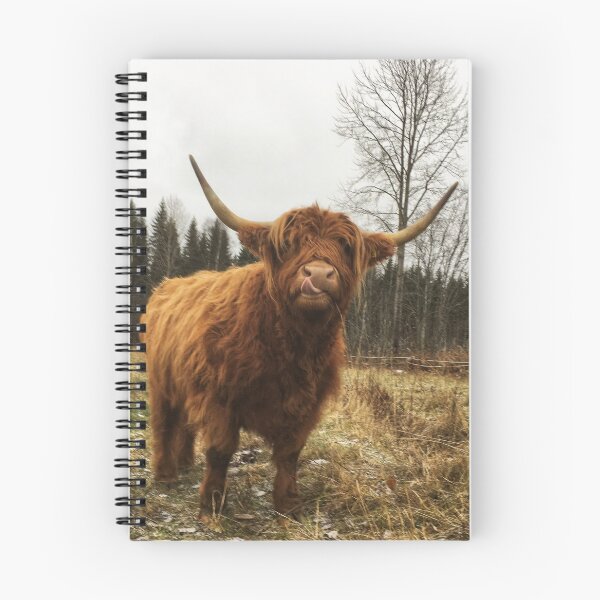 Item preview, Scottish Highland Cattle Cow 2170 designed and sold by SaarelaHighland.