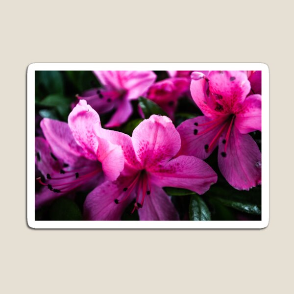 Item preview, Spring Pink designed and sold by Sherri's Stuff.