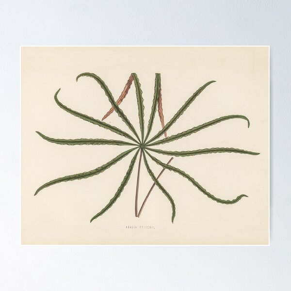 Item preview, Aralia Veitchii by Benjamin Fawcett designed and sold by redoARTstore.