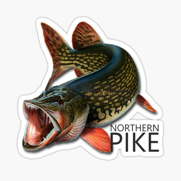 Northern Pike Fishing Stickers for Sale