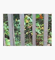 Through the Bars Photographic Print