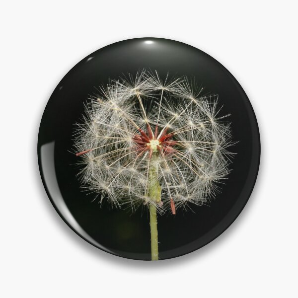 Item preview, Infructescence of the dandelion "blowball" designed and sold by NW-Photo-Art.