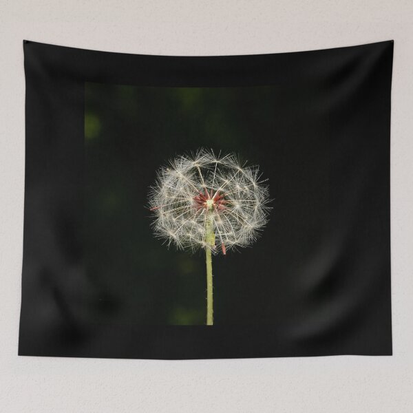 Item preview, Infructescence of the dandelion "blowball" designed and sold by NW-Photo-Art.