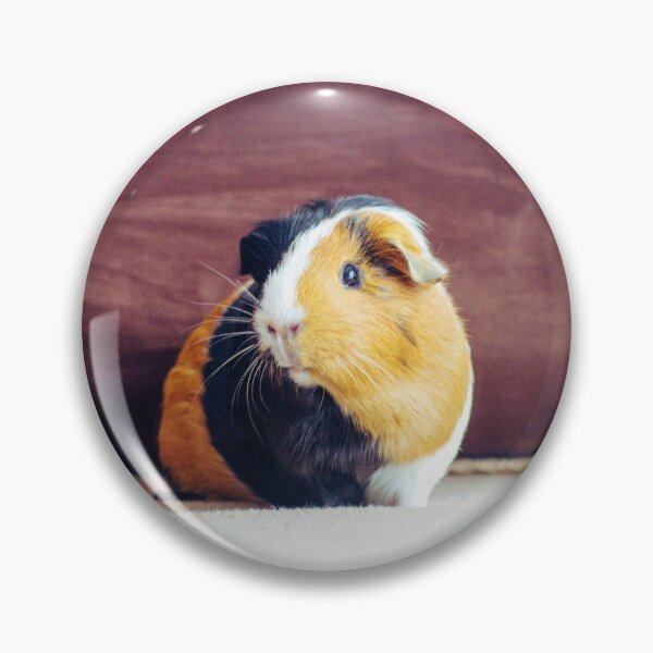 Item preview, Guinea pig designed and sold by SzendeB.