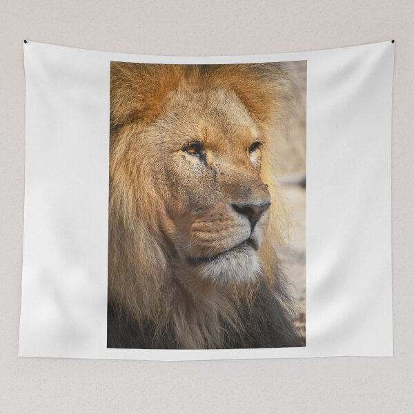 Item preview, Stunning male lion designed and sold by cdkphotos.