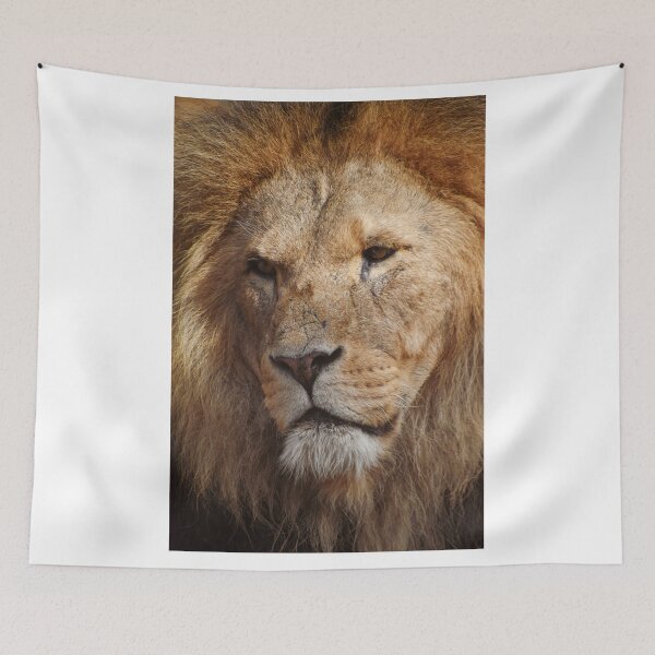Item preview, Close up of a stunning male lion designed and sold by cdkphotos.