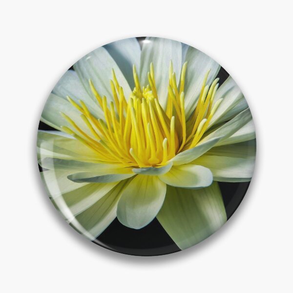 Item preview, White Nymphaea Water Lily designed and sold by Julie Pickering.