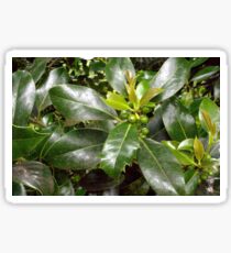 Holly Berries and Leaves Sticker