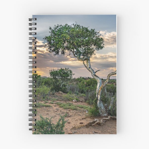 Item preview, Daybreak over Shepherd's tree designed and sold by Rudi Venter.