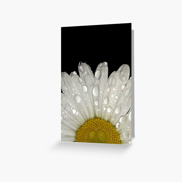 Montauk Daisy with Dewdrops on Petals Greeting Card