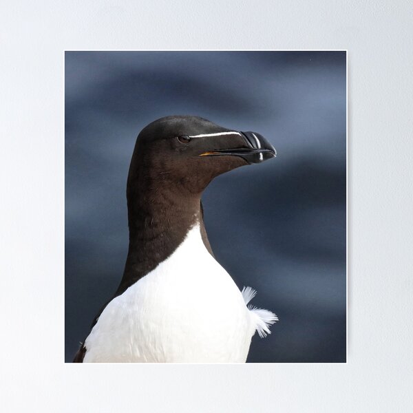 Item preview, Razorbill designed and sold by Marion Joncheres.