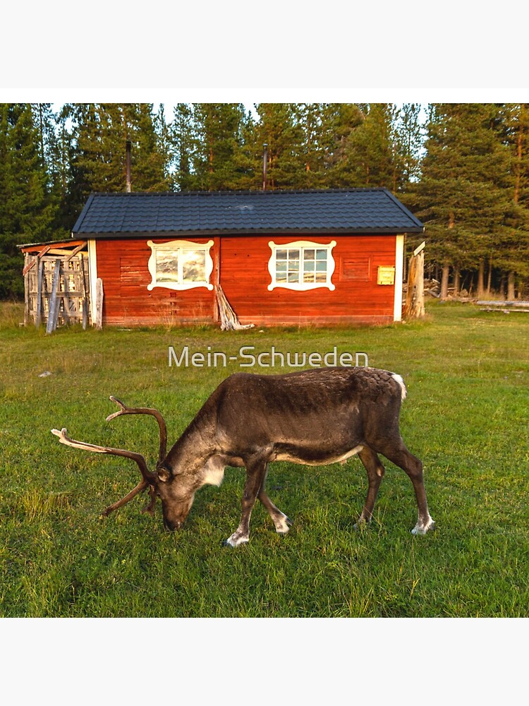 Ein Rentier in Lappland von Mein-Schweden