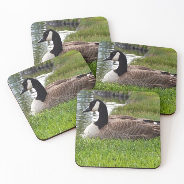 Item preview, canadian goose sitting on the green grass by a pond designed and sold by Stephanie  Skeem.