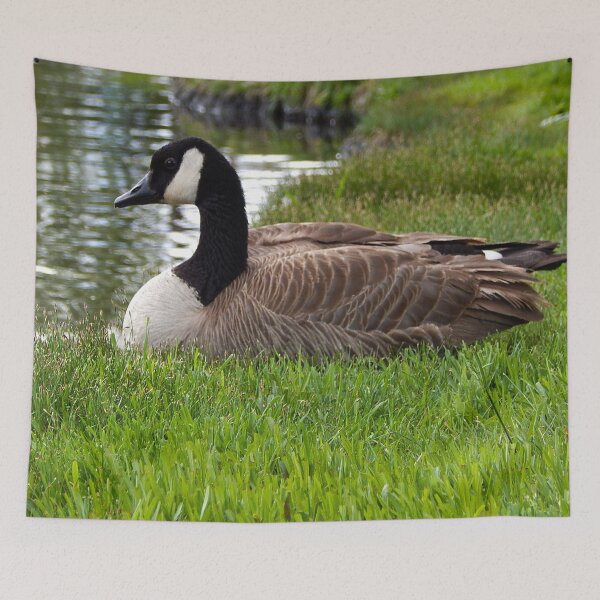 Item preview, canadian goose sitting on the green grass by a pond designed and sold by Stephanie  Skeem.