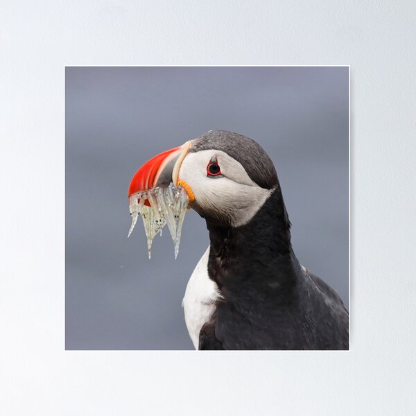 Item preview, Puffin ready to feed the chicks designed and sold by Marion Joncheres.