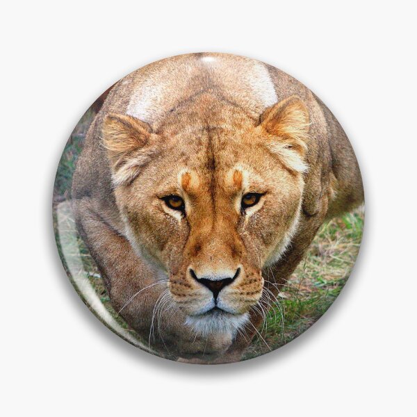 Item preview, Lioness Stalking Me!! designed and sold by Phil Le Cren.