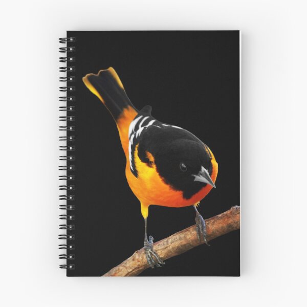 Artikelvorschau, Männlicher Baltimore Oriole entworfen und verkauft von cherylorraine.