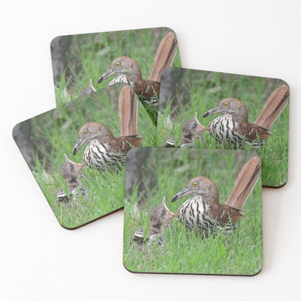 Item preview, brown thrasher feeding her young designed and sold by aim4adventure.