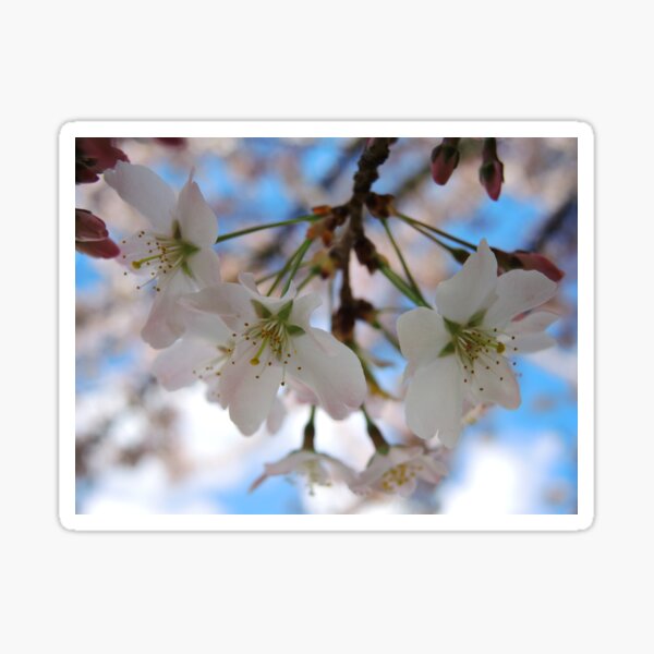 Cherry Blossom and Blue Sky Sticker