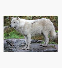 Arctic Wolf HDR Photographic Print