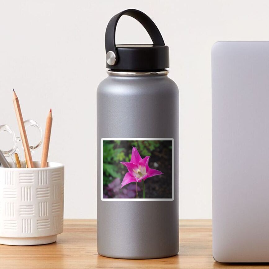 Wide Awake Tulip Sticker