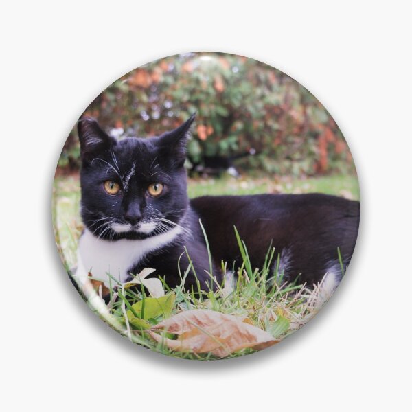 Artikelvorschau, Katze im Gras entworfen und verkauft von Desiree's Photography .