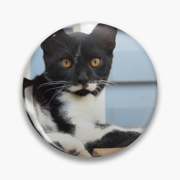 Artikelvorschau, Katze auf der Veranda entworfen und verkauft von Desiree's Photography .