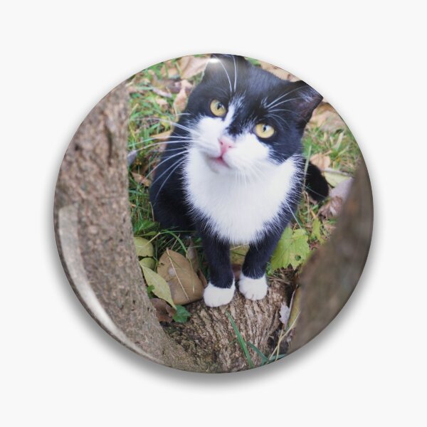 Item preview, Cat Looking Through Trees  designed and sold by Desiree's Photography .