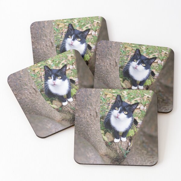 Item preview, Cat Looking Through Trees  designed and sold by Desiree's Photography .