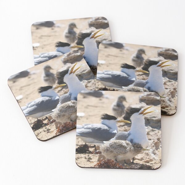 Item preview, Crested Tern with Chick designed and sold by Michaela Perryman.