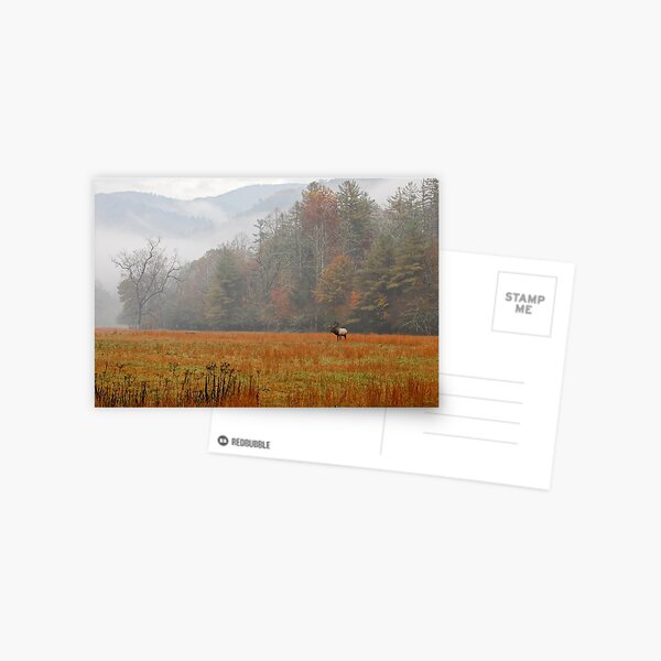 Majestic Realm Postcard