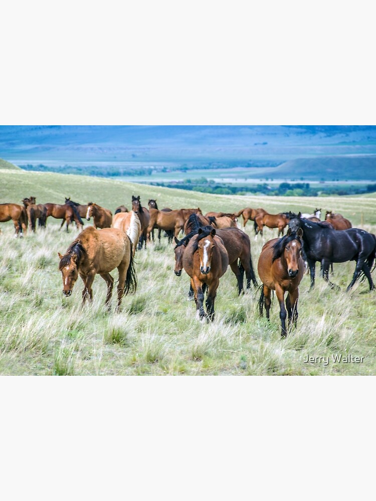 Thumbnail 3 of 3, Photographic Print, Montana Horses designed and sold by Jerry Walter.