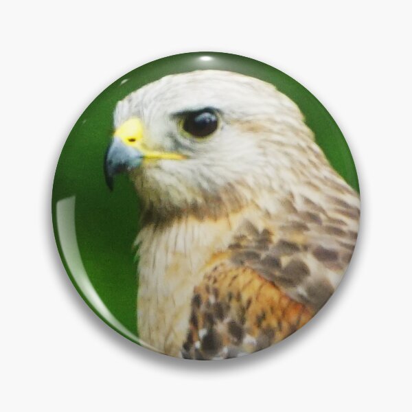 Item preview, Red-shouldered hawk in North Florida designed and sold by uglyishart.