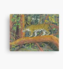 Jaguar Brazil Canvas Print