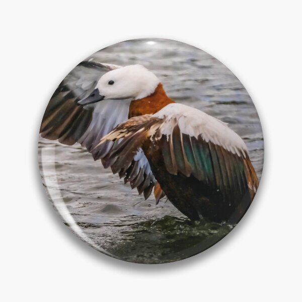 Item preview, New Zealand Duck Flapping designed and sold by Jimaba.