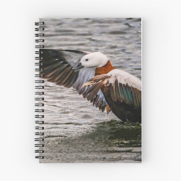 Item preview, New Zealand Duck Flapping designed and sold by Jimaba.