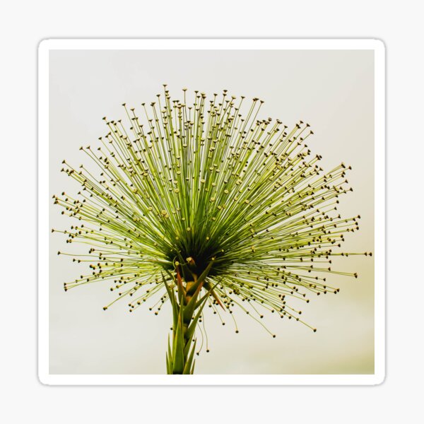 A macro photo of a wonderful flower Sticker