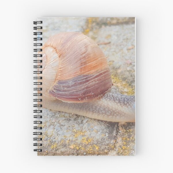 Item preview, Snail with a big house designed and sold by CSouissi.