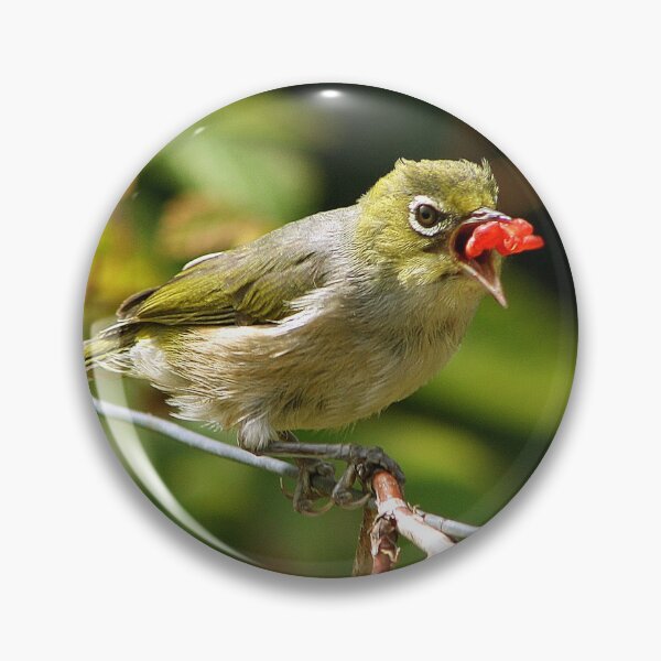 Item preview, Silvereye Snacking On A Raspberry designed and sold by Phil Le Cren.