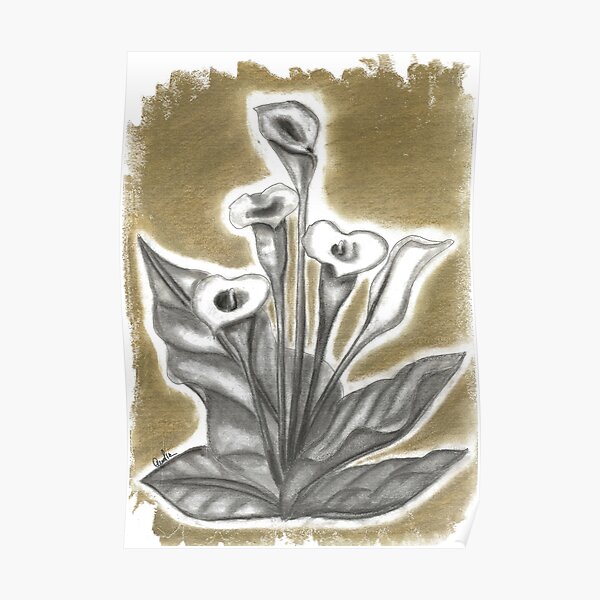 Calla in charcoal (1 of 3) Poster