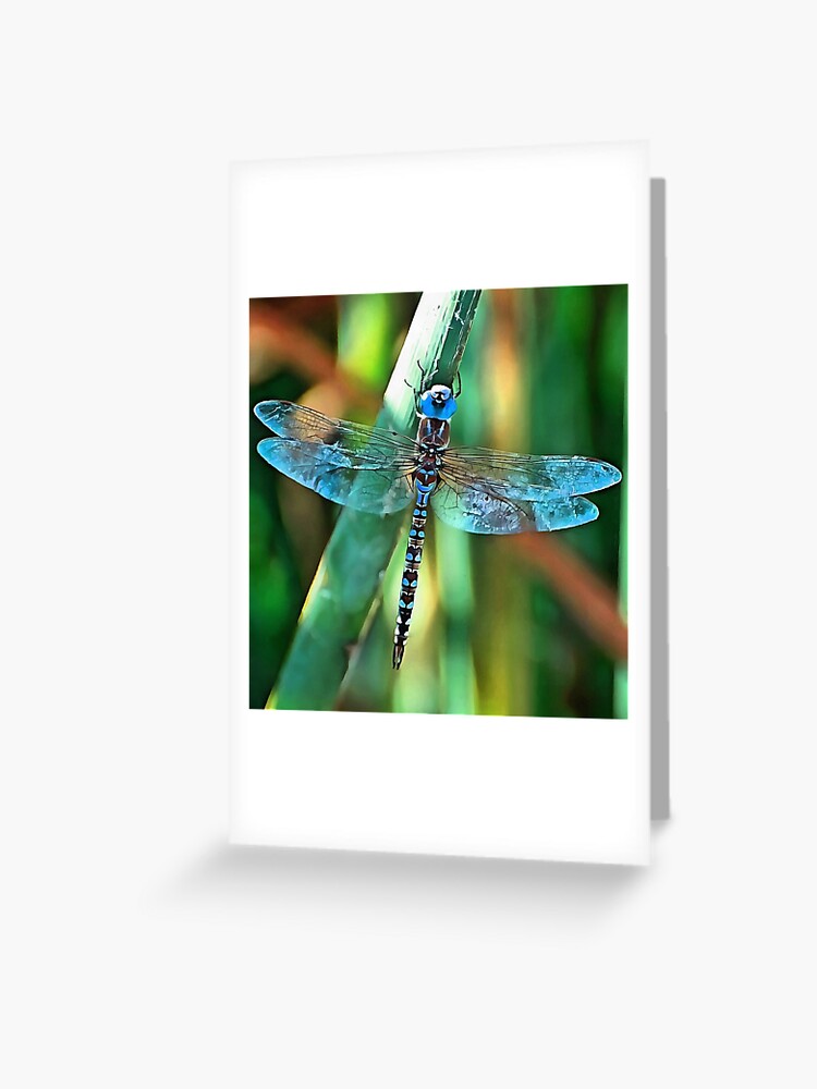 Dragonfly Art Greetings card Wildlife birthday card Blank card. 